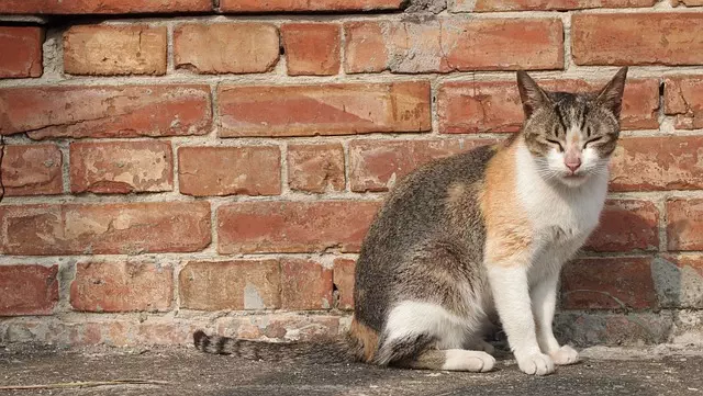 Roll Off Dumpster Rentals Toledo Ohio,Roll Off Dumpster Rentals