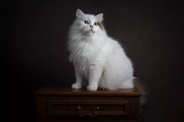 Pet Sitting