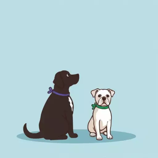 Pet Sitting