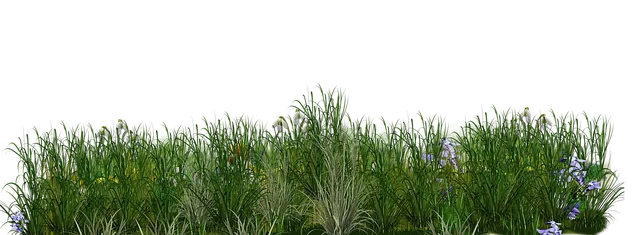 lawn-care-640x480-15288712.png